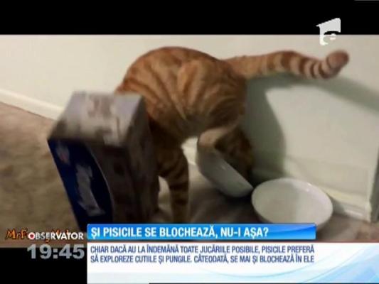 Pisicile preferă pungile şi cutiile!