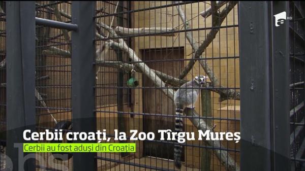 Trei locatari noi şi prietenoşi la Grădina Zoologică din Tîrgu Mureş