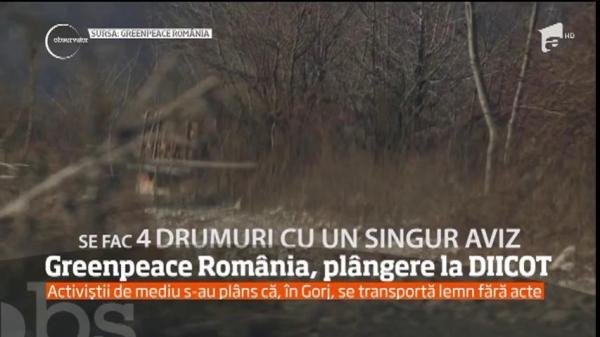 MAFIA lemnului! Activiştii Greenpeace susţin că în Gorj se transportă lemn fără acte