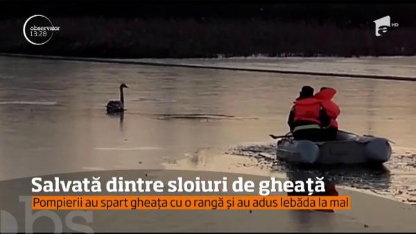Lebădă rănită, salvată dintre sloiuri de gheță