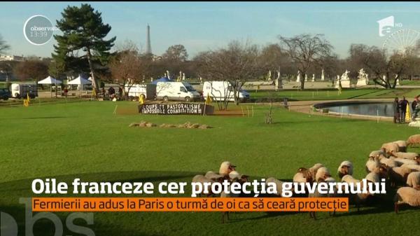 Oile franceze cer protecția guvernului