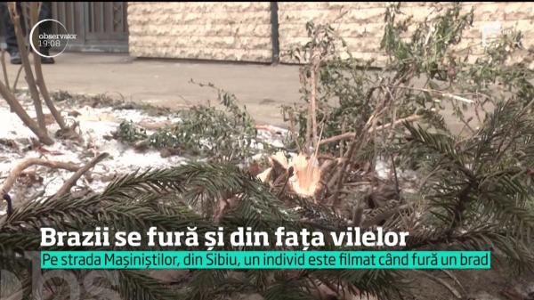 Tânăr filmat în timp ce fură un brad din fața unei case