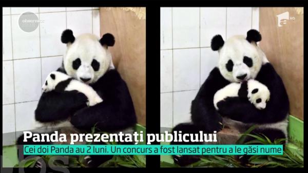 Doi pui adorabili de panda au fost prezentați la o grădină zoologică din China (VIDEO)