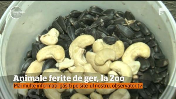 Animale de la Grădina Zoologică din Târgu Mureş sunt ferite de ger, la Zoo
