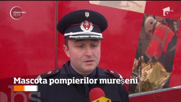 Un câine salvat de pompieri este sufletul unității din Târgu Mureş (VIDEO)