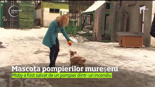 Moby, mascota pompierilor mureşeni