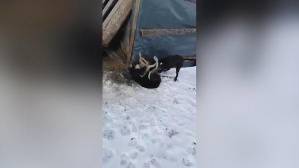 Cruzimea față de animale a unui arădean provoacă indignare în România. Tânărul a fost filmat când și-a pus pitbull-ul să masacreze un alt câine. AVERTISMENT, IMAGINI ȘOCANTE!