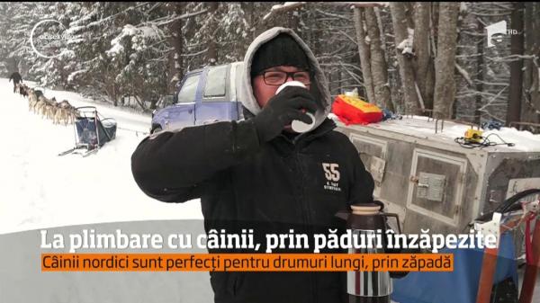 La plimbare cu câinii, în Harghita, prin pădurile înzăpezite