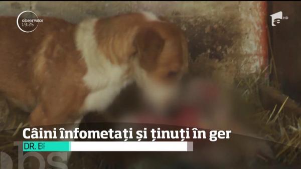 Unele adăposturi publice nu oferă hrană animalelor și le lasă în frig