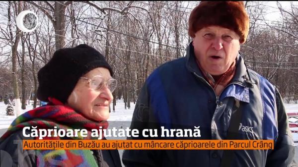 Samaritenii din Buzău: au ajutat căprioarele să supravieţuiască gerului cumplit (VIDEO)