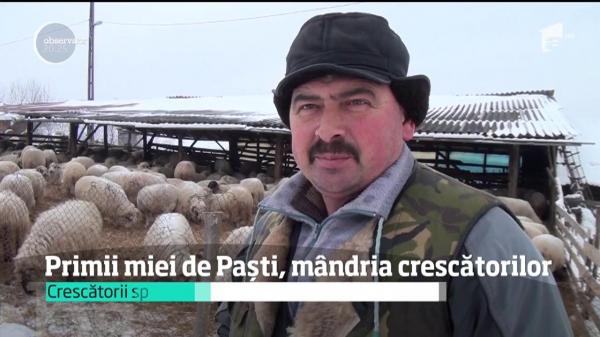 Primii miei de Paști, mândria ciobanilor! Cât va costa kilogramul de carne de miel anul acesta