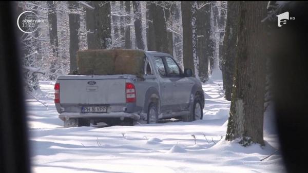 Vănătorii din Prahova dau de mâncare animalelor sălbatice din pădure