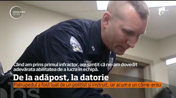 Un ciobănesc german de la un adăpost a devenit câine polițst în SUA