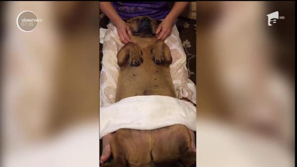 Aşa da viaţă de câine! Un patruped se lasă răsfățat la SPA (VIDEO)