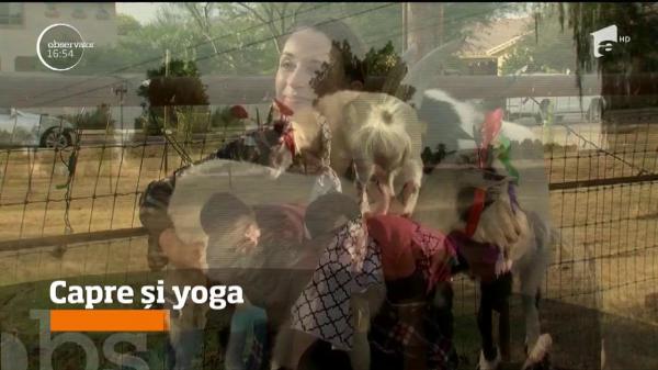 O instructoare din SUA a inventat yoga cu capre