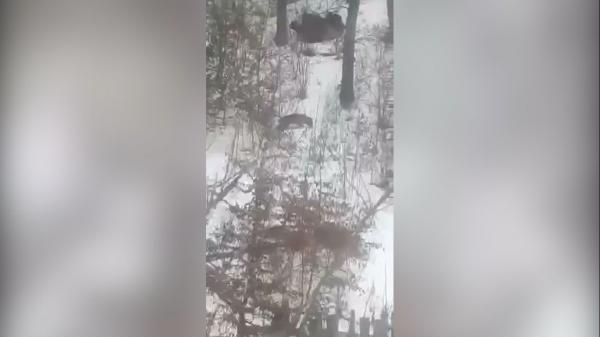 IMAGINI CARE DAU FIORI DE GROAZĂ: oameni terorizaţi de lupi, ziua în amiaza mare! Satul din România în care rişti să fii devorat de animalele sălbatice (VIDEO)