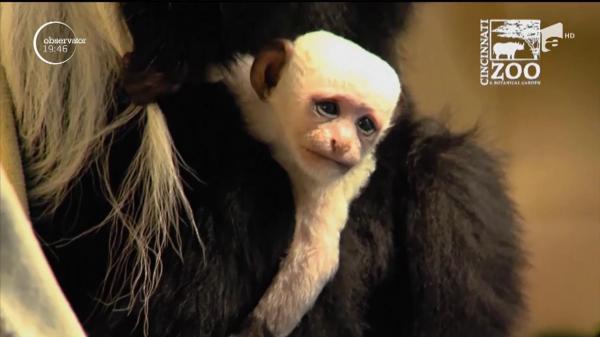 Primul pui de maimuţă născut la Zoo în 2017 a cucerit vizitatorii
