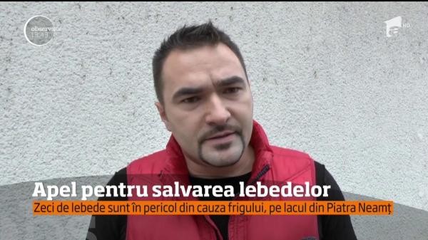 Zeci de lebede sunt în pericol din cauza frigului, pe lacul din Piatra Neamț