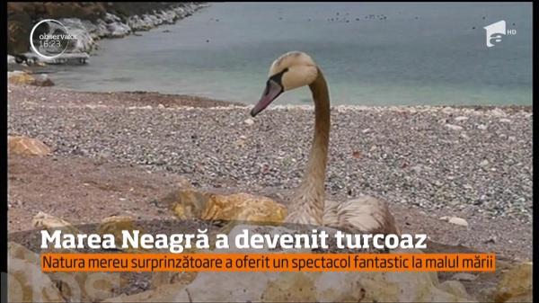 Marea Neagră a devenit turcoaz! Imagini spectaculoase surprinse la țărm