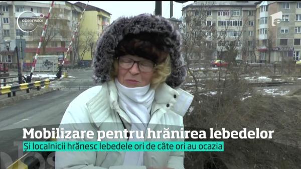 Mii de lebede şi raţe sălbatice şi-au găsit locul pe râul Bistriţa, în Piatra Neamţ