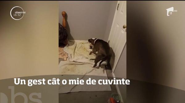 Un gest cât o mie de cuvinte! Ce face o căţelusă după ce aduce pe lume 11 puiuţi (VIDEO)