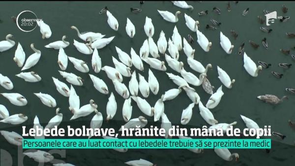 ALERTĂ de gripă aviară în România! Mai mulţi oameni au intrat în contact cu lebede bolnave