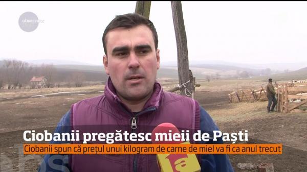 Ciobanii pregătesc mieii de Paşte! Care va fi preţul unui kilogram de carne pentru masa de sărbătoare