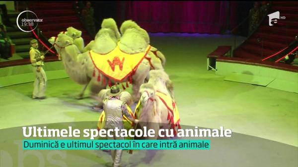 În Capitală, zilele acestea, se spune adio spectacolelor de circ. Au loc ultimele reprezentaţii cu animale