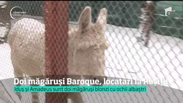 Amadeus şi Idiş, doi măgăruşi complet albi şi au ochii albaştri, preferaţii turiştilor