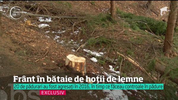 Un angajat al unui ocol silvic din Dâmboviţa a ajuns la spital, după ce a fost bătut de hoţii de lemne
