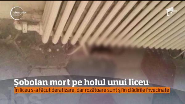 Descoperire dezgustătoare într-un liceu din Arad. Pe holuri a fost găsit UN ŞOBOLAN MORT