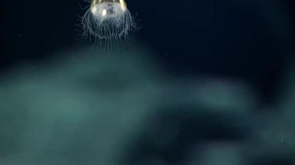 O privire în adâncurile marine: Imagini INCREDIBILE cu o creatură RARĂ care trăieşte la mari adâncimi (FOTO şi VIDEO)