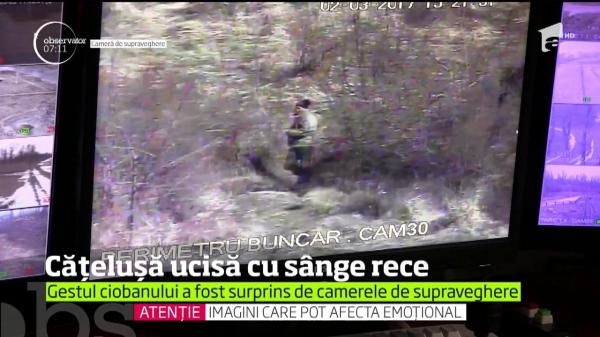 ŞOCANT: Cățelușă ucisă cu un TOPOR! Crima a fost pusă la cale de un cioban supărat că îi sunt atacate oile