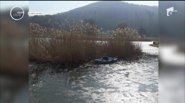 Momente emoţionante în Başov: Un căţeluş de 11 luni a fost salvat din mijlocul unui lac. Animalul a rămas captiv în stufăriş