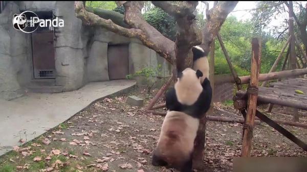 Puiţul de panda care refuză să fie spălat! Imagini virale cu animăluţul