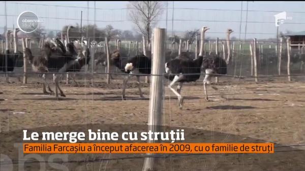 Ferma cu struți, o afacere profitabilă! Cu ce bani a pronit o familie un business de peste jumătate de milion de euro