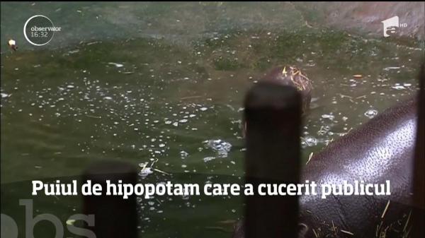 Puiul de hipopotam care a cucerit publicul! Imagini virale