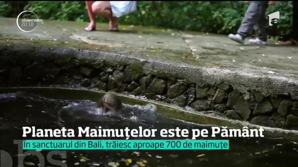 Bali, insula perfectă pentru turişti, dar mai ales pentru maimuţe