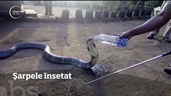 Șarpele însetat care a speriat locuitorii unui sat din India