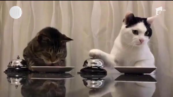 Pisicile sunt servite ca adevărate regine