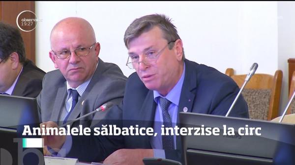 Deputaţii vor ca niciun circ din ţară să nu mai aibă numere cu animale sălbatice