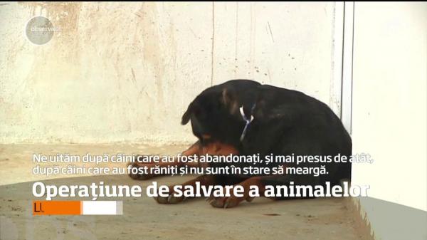 EMOŢIONANT! Animale salvate din noroi de veterinari, în urma catastrofei de la Mocoa