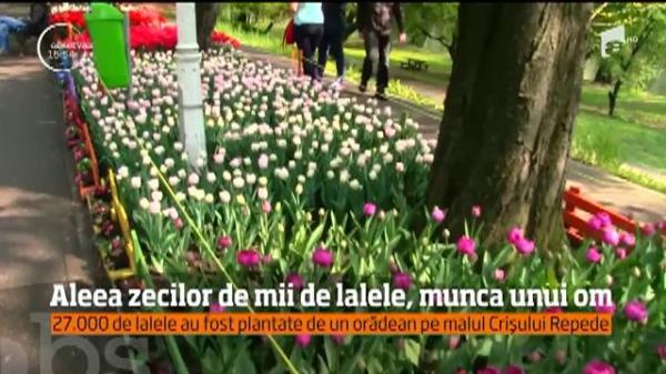Peste 25 de mii de lalele, plantate de un orădean pe malul Crişului Repede!