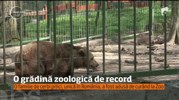 Vizită surpriză la Zoo, pentru copiii din Tg. Mureş