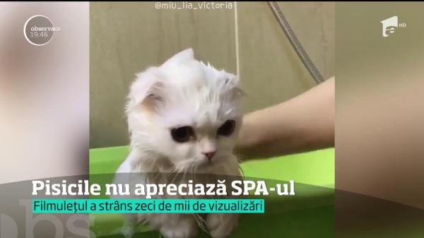 Pisicile nu apreciază SPA-ul! Imaginile VIRALE cu felina răsfăţată au stârnit amuzamentul tuturor