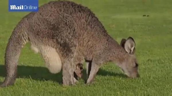 Imagini INEDITE: Pasionaţii de golf au împărţit terenul cu...o şleahtă de canguri VIDEO