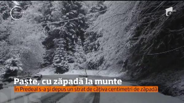 Au venit pe soare la munte, iar astăzi...s-au dat cu sania! Vremea a încurcat planurile turiştilor de pe Valea Prahovei