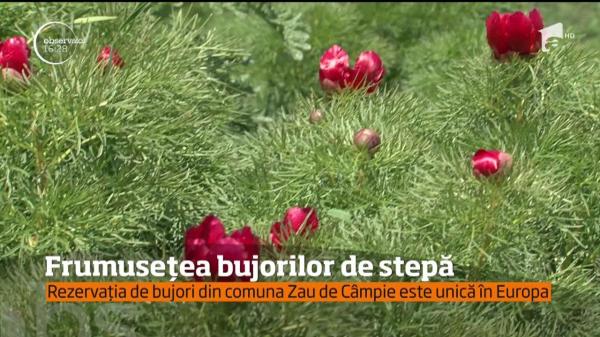 În Mureş, turiştii au luat cu asalt o rezervaţie de bujori unică în România