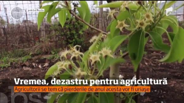 Culturi distruse de vreme! Agricultorii se tem că, în acest an, vor fi PIERDERI URIAŞE