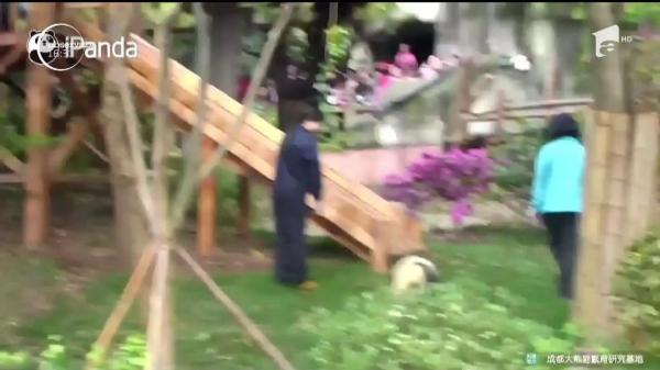 Ursul panda care nu suportă selfie-urile